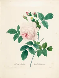 Rosa Indica, gravert av Bessin, fra 